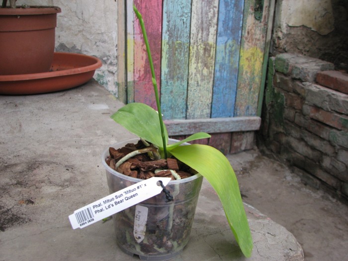Phalaenopsis Mituo Sun 'Mituo #1' x Phalaenopsis Ld's Bear Queen.JPG