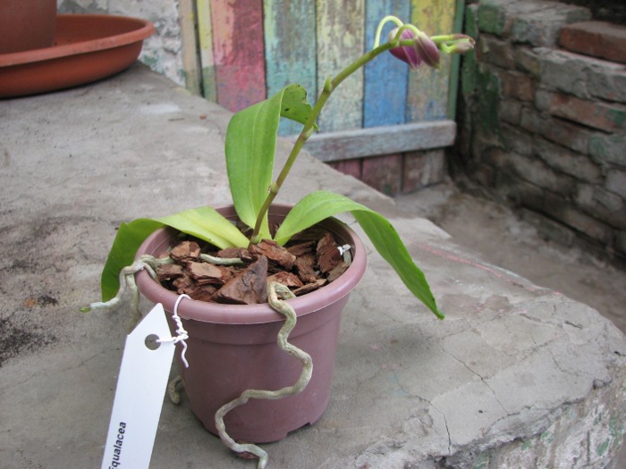 Phalaenopsis Equalacea (Phalaenopsis equestris x violacea).JPG