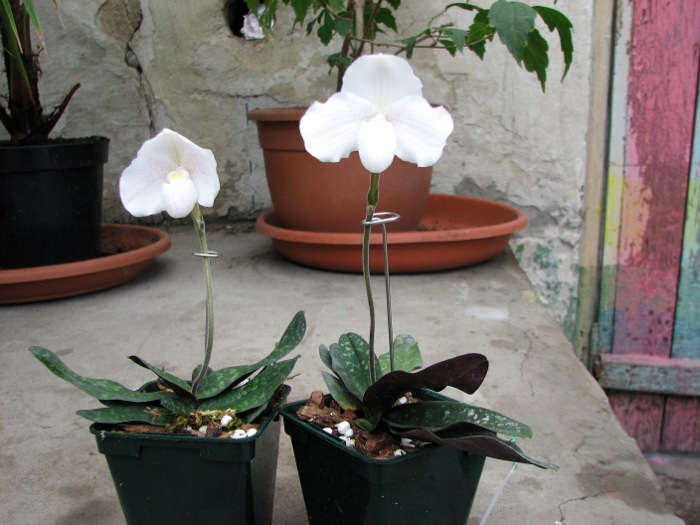 Paphiopedilum niveum.JPG