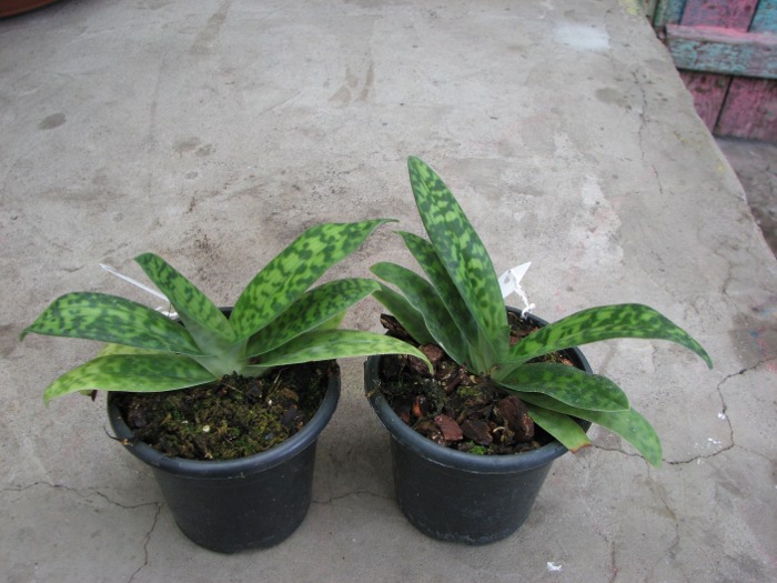 Paphiopedilum sukhakulii.JPG
