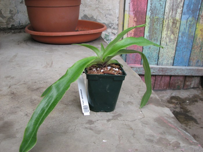 Paphiopedilum spicerianum.JPG