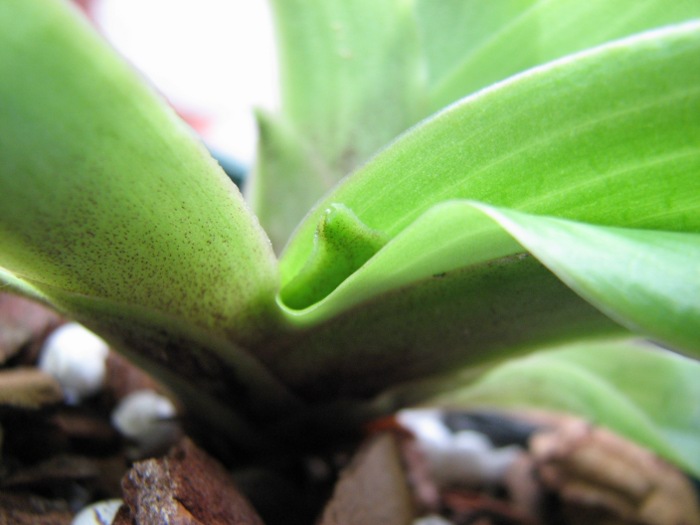Paphiopedilum spicerianum.JPG