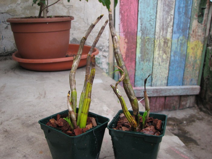 Dendrobium formosanum 'Giant'.JPG