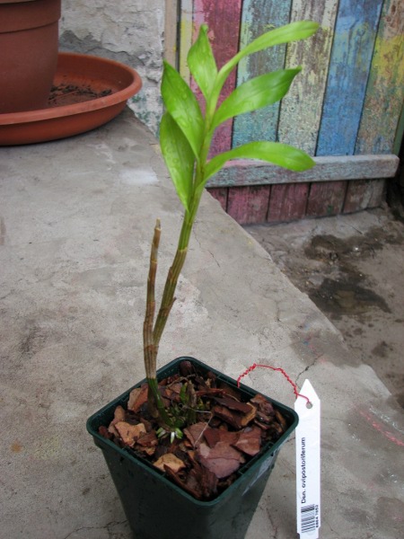 IDendrobium ovipostoriferum.JPG