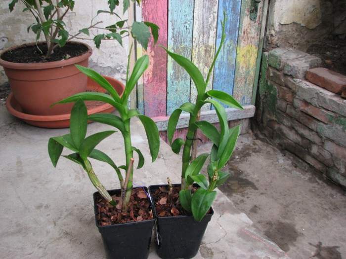Dendrobium Rainbow Fantasy.JPG