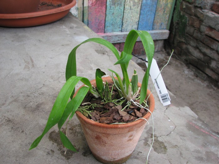 Oncidium varicosum.JPG