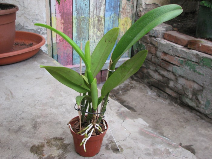 Brassocattleya Chief Pink 'Diana'.JPG