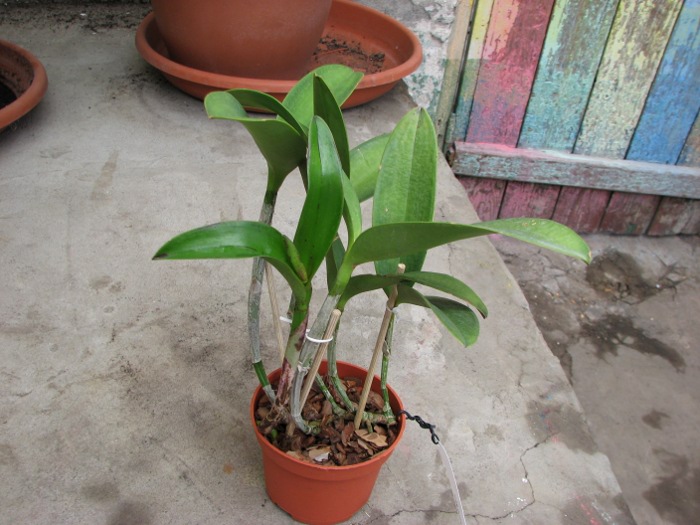 Cattleya Korat Spot.JPG
