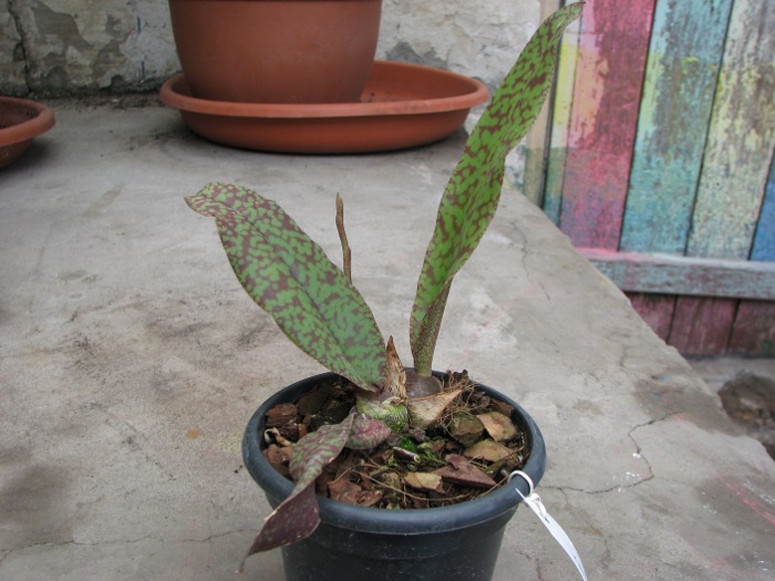 Psychopsis Butterfly (sanderae x papilio).JPG