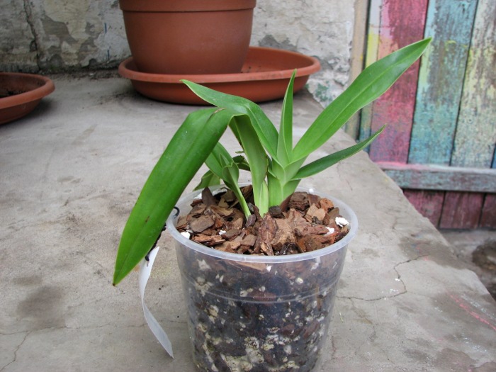 Phragmipedium besseae.JPG