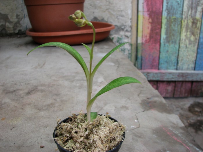 Habenaria rhodocheila 'Pink'.JPG