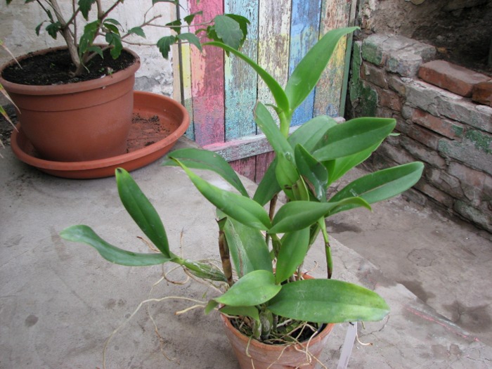 Cattleya skinneri.JPG