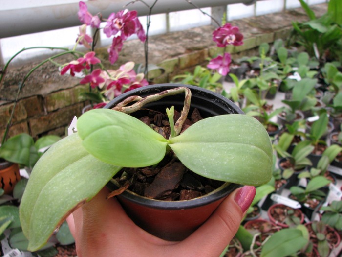 Phalaenopsis amboinensis 'Yung Ho' x Phalaenopsis venosa 'Dark Red'.JPG