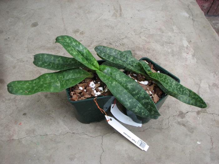 Paphiopedilum concolor.JPG