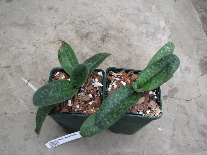 Paphiopedilum bellatulum.JPG