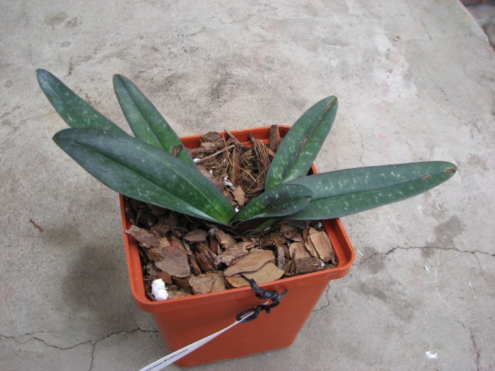 Paphiopedilum leucochilum.JPG