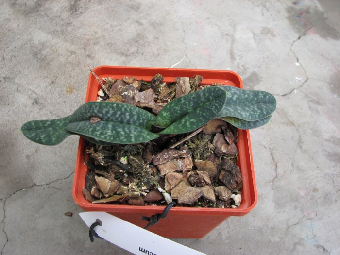 Paphiopedilum armeniacum.JPG