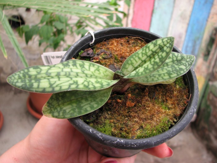 Paphiopedilum delenatii.JPG