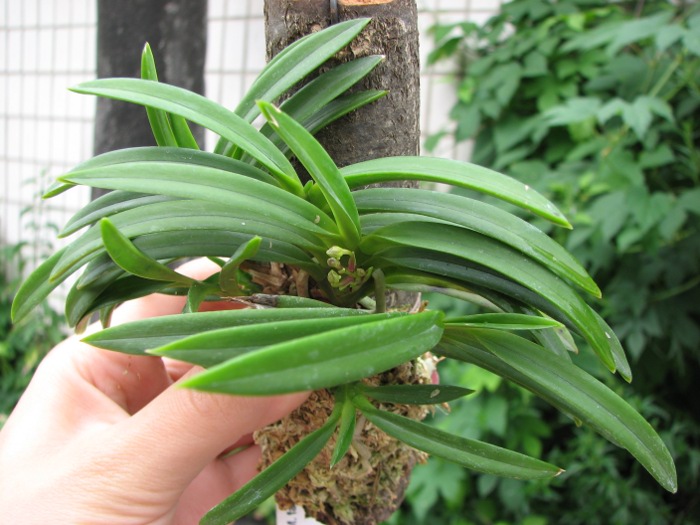 Neofinetia falcata.JPG