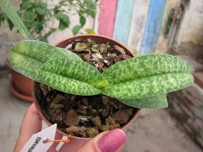 Paphiopedilum Wellesleyanum x delenatii fma. album.JPG