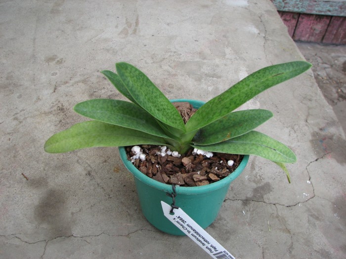 Paphiopedilum fanaticum 'In-Charm' x Paphiopedilum rothschildianum '266A'.JPG