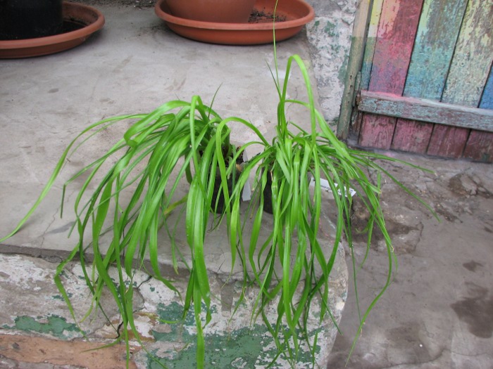 Acanthostachys strobilacea.JPG