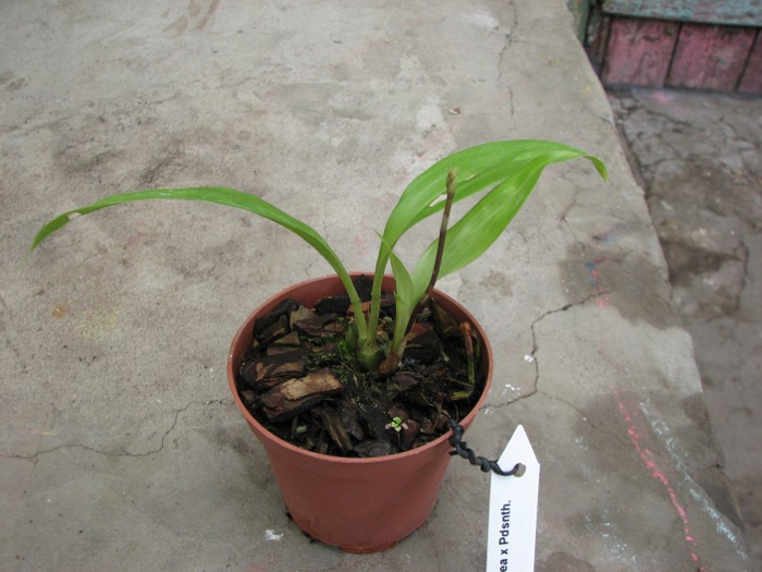 Acacallis cyanea x Paradisanthus micranthus.JPG