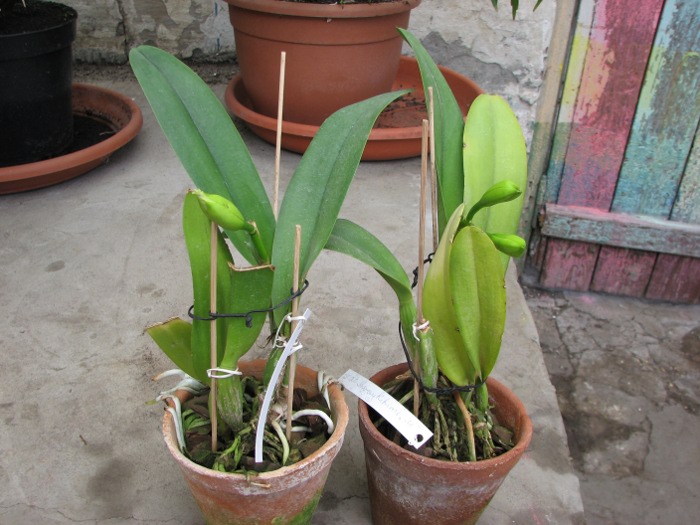 Laeliocattleya Shirayukihime 'M' (Tokyo Magic x Mildred Rives).JPG