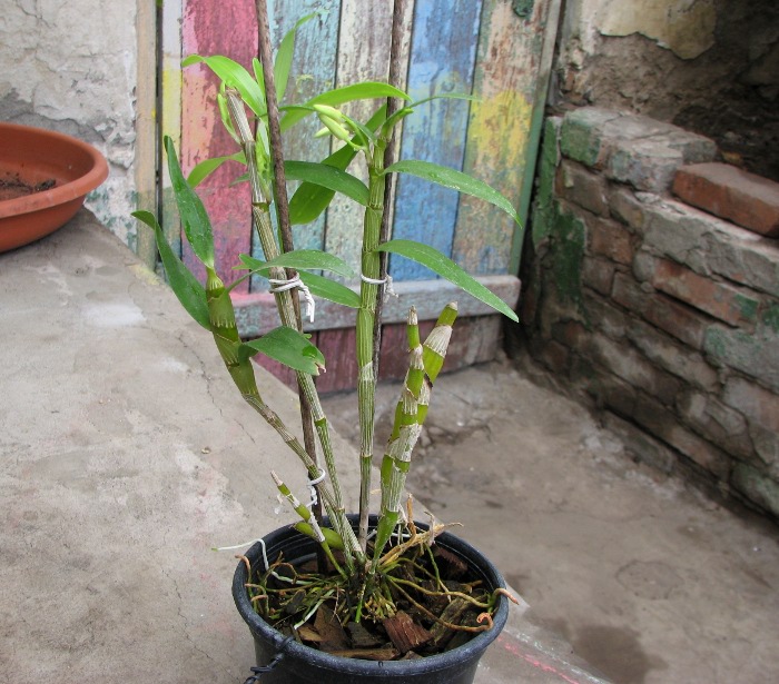 Dendrobium Cassiope.JPG