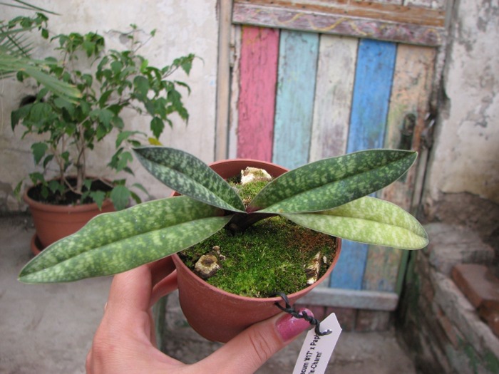 Paphiopedilum armeniacum '#17' x Paphiopedilum vietnamense 'In-Charm'.JPG