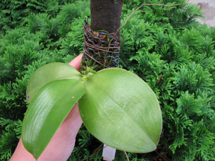 Phalaenopsis violacea 'Borneo'.JPG