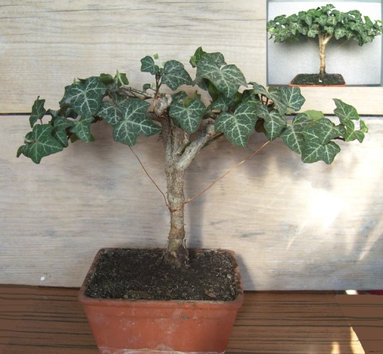 Hedera helix.jpg