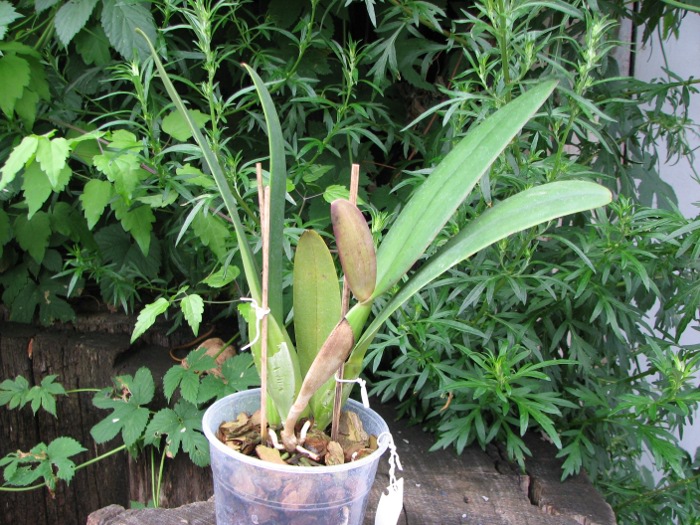 Cattleya jenmanii orlata 'Pacaraima' x SELF.JPG