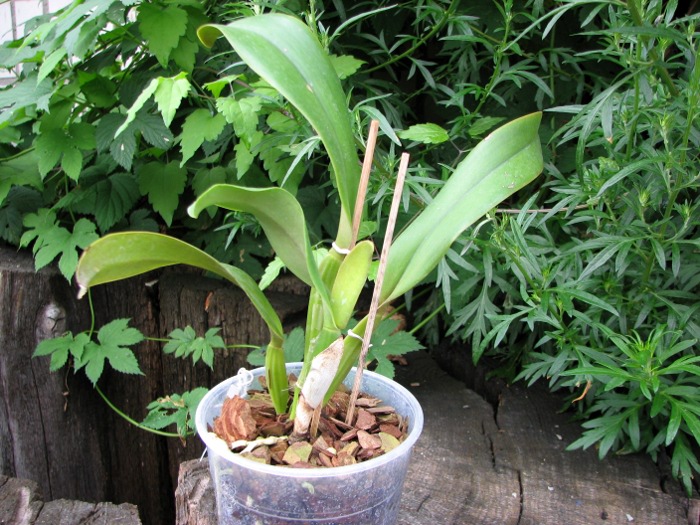 Cattleya jenmanii coerulea 'Pedra Azul' x SELF.JPG