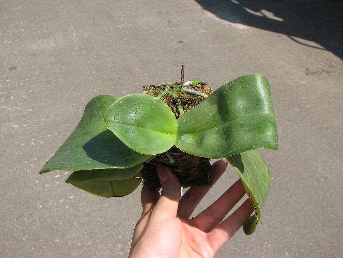 Phalaenopsis Ohl Flame 'Yung Ho' (Princess Kaulani x gigantea).JPG