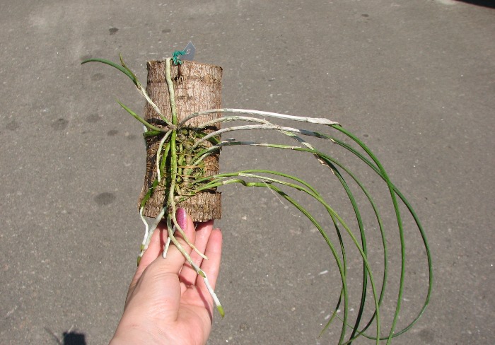 Brassavola flagellaris.JPG