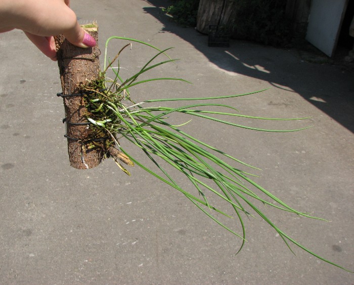 Brassavola cucullata.JPG