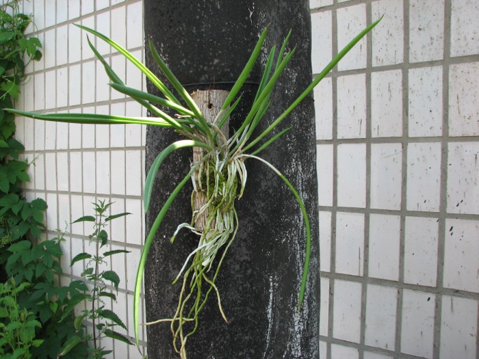Brassavola nodosa.JPG