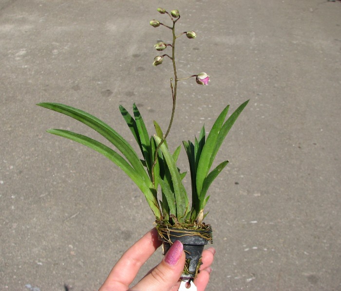 Oncidium (Tolumnia) hybrids.JPG
