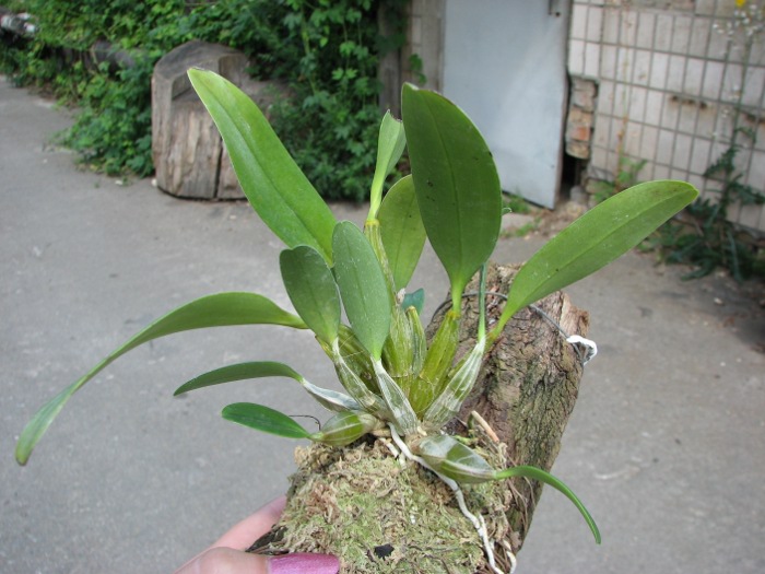 Dendrobium lindleyi.JPG