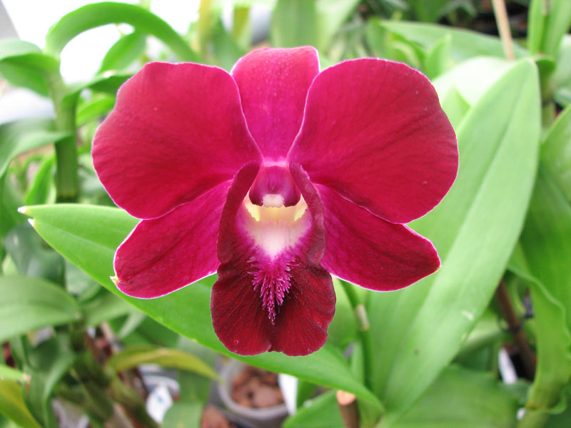 Dendrobium Red Bull.jpg