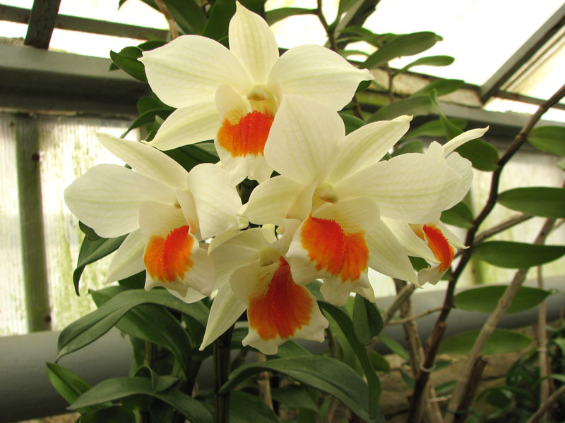 Dendrobium Dawn Marie.jpg