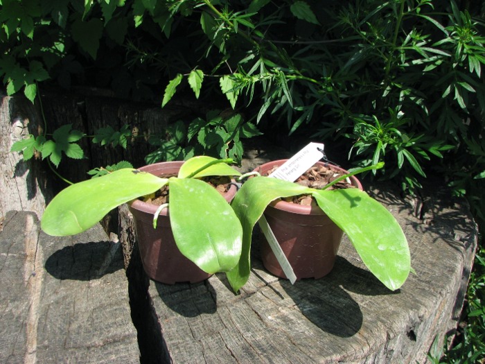 Phalaenopsis amboinensis x Phalaenopsis Penang Girl.JPG