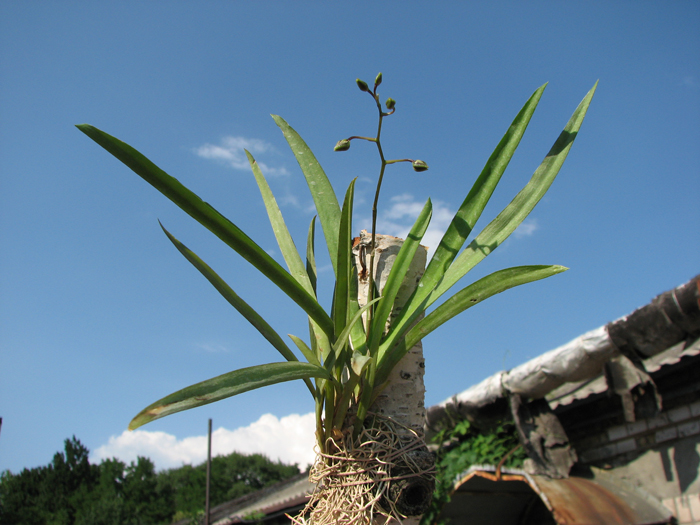 Oncidium (Tolumnia) hybrids.jpg