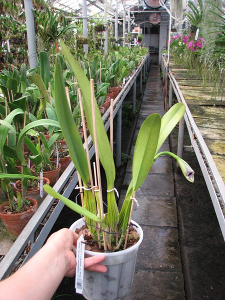 Laeliocattleya Canhamiana coerulea 'Azure Skies'.jpg