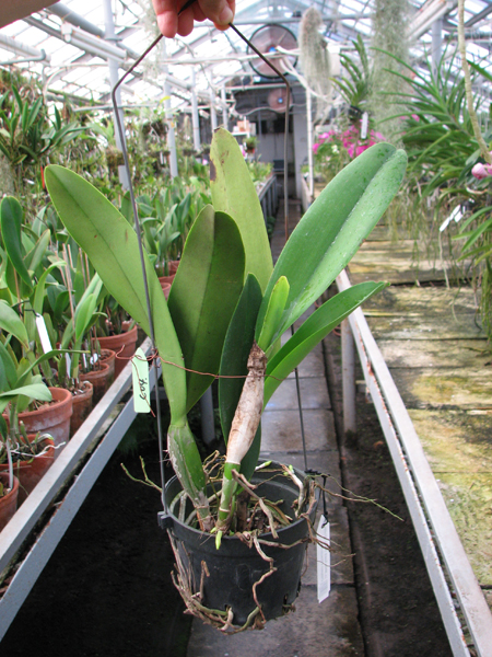 Laeliocattleya White Spark 'Panda' (Shellie Compton x Moscombe).jpg