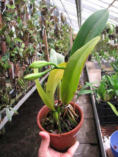 Laeliocattleya Shirayukihime 'M' (Tokyo Magic x Mildred Rives).jpg