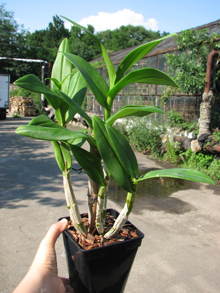 Dendrobium Sai Rung Sugar.jpg