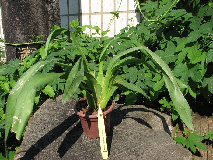 Odontonia Papageno 'Mi Amour'.jpg