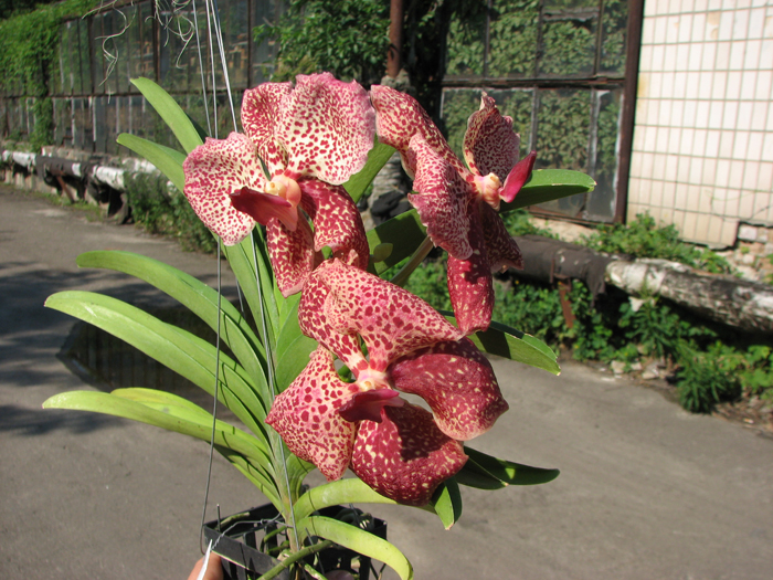 Ascocenda Kultana Pappion x Vanda Kultana Ruby.jpg